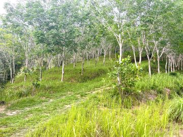 Nearly 25 Rai of Land with Mountain View, Farmhouse & Public Creek for Sale in Thai Mueang, Phangnga
