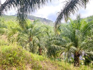 Nearly 25 Rai of Land with Mountain View, Farmhouse & Public Creek for Sale in Thai Mueang, Phangnga