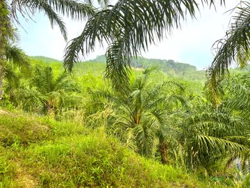 Nearly 25 Rai of Land with Mountain View, Farmhouse & Public Creek for Sale in Thai Mueang, Phangnga