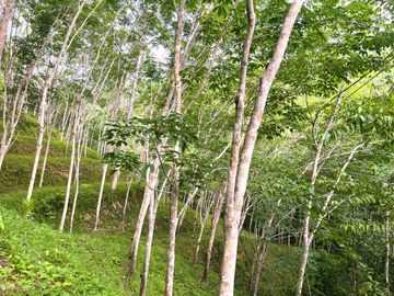 Nearly 25 Rai of Land with Mountain View, Farmhouse & Public Creek for Sale in Thai Mueang, Phangnga