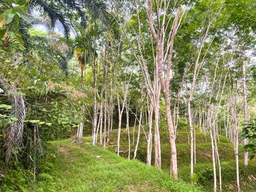 Nearly 25 Rai of Land with Mountain View, Farmhouse & Public Creek for Sale in Thai Mueang, Phangnga