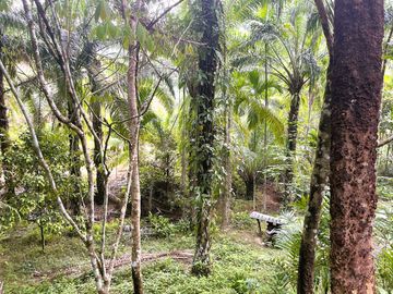 Nearly 25 Rai of Land with Mountain View, Farmhouse & Public Creek for Sale in Thai Mueang, Phangnga