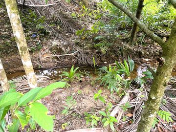 Nearly 25 Rai of Land with Mountain View, Farmhouse & Public Creek for Sale in Thai Mueang, Phangnga