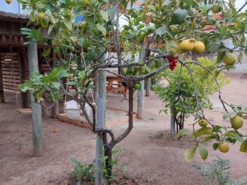 CASA Y SITIO PARA CONSTRUIR EN EL QUISCO.