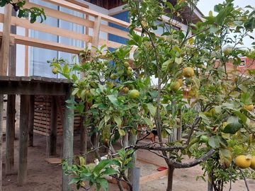 CASA Y SITIO PARA CONSTRUIR EN EL QUISCO.