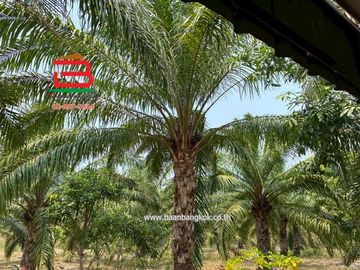 ที่ดินพร้อมบ้านเดี่ยว 1 ชั้น บ้านหนองตาด เนื้อที่ 14-3-79 ไร่ ถนนสุวรรณศร 33 ต.นาดี อ.นาดี จ.ปราจีนบุรี