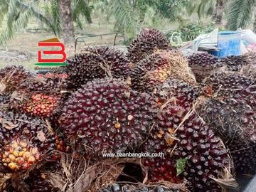 ที่ดินพร้อมบ้านเดี่ยว 1 ชั้น บ้านหนองตาด เนื้อที่ 14-3-79 ไร่ ถนนสุวรรณศร 33 ต.นาดี อ.นาดี จ.ปราจีนบุรี