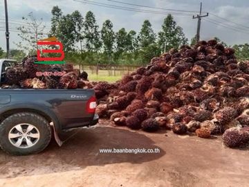 ที่ดินพร้อมบ้านเดี่ยว 1 ชั้น บ้านหนองตาด เนื้อที่ 14-3-79 ไร่ ถนนสุวรรณศร 33 ต.นาดี อ.นาดี จ.ปราจีนบุรี