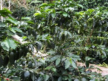 VENTA DE FINCA EN GENOVA MAGNIFICA - TAMBIEN SE PERMUTA