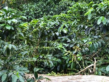 VENTA DE FINCA EN GENOVA MAGNIFICA - TAMBIEN SE PERMUTA
