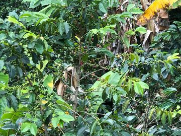 VENTA DE FINCA EN GENOVA MAGNIFICA - TAMBIEN SE PERMUTA