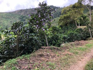 VENTA DE FINCA EN GENOVA MAGNIFICA - TAMBIEN SE PERMUTA