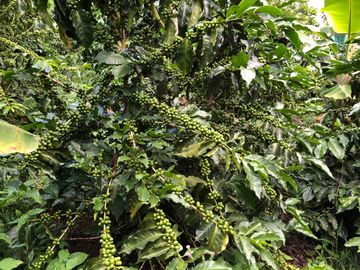VENTA DE FINCA EN GENOVA MAGNIFICA - TAMBIEN SE PERMUTA