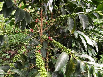 VENTA DE FINCA EN GENOVA MAGNIFICA - TAMBIEN SE PERMUTA