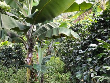 VENTA DE FINCA EN GENOVA MAGNIFICA - TAMBIEN SE PERMUTA
