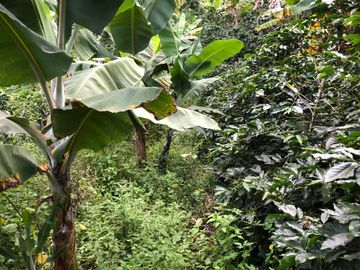 VENTA DE FINCA EN GENOVA MAGNIFICA - TAMBIEN SE PERMUTA