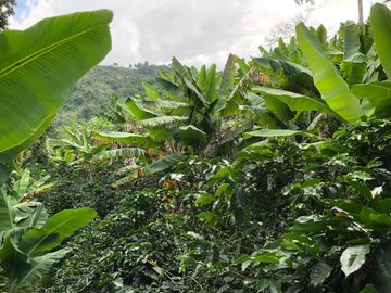 VENTA DE FINCA EN GENOVA MAGNIFICA - TAMBIEN SE PERMUTA