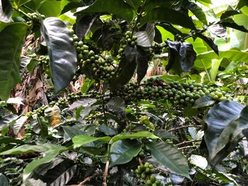 VENTA DE FINCA EN GENOVA MAGNIFICA - TAMBIEN SE PERMUTA