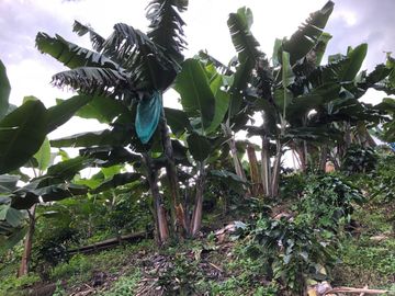 VENTA DE FINCA EN GENOVA MAGNIFICA - TAMBIEN SE PERMUTA