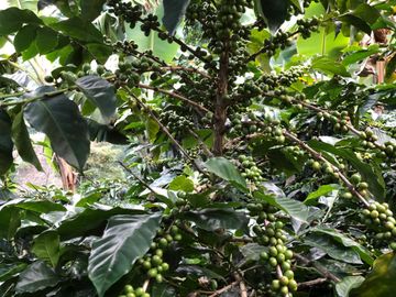 VENTA DE FINCA EN GENOVA MAGNIFICA - TAMBIEN SE PERMUTA