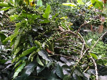 VENTA DE FINCA EN GENOVA MAGNIFICA - TAMBIEN SE PERMUTA