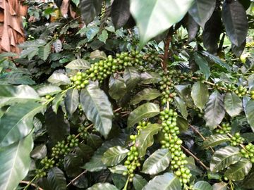 VENTA DE FINCA EN GENOVA MAGNIFICA - TAMBIEN SE PERMUTA