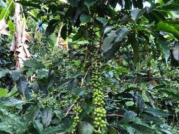 VENTA DE FINCA EN GENOVA MAGNIFICA - TAMBIEN SE PERMUTA