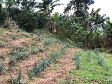 VENTA DE FINCA EN GENOVA MAGNIFICA - TAMBIEN SE PERMUTA