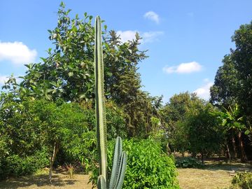 FN10 SE VENDE HERMOSA Y ESPACIOSA FINCA CAMPO ALEGRE ANDALUCÍA