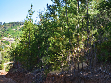 Parcelas en Pichilemu, sector Quebrada de Nuevo Reino