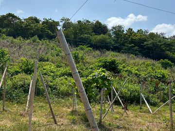 HACIENDA 18 HA. OPORTUNIDAD EN CANOA BRICEÑO