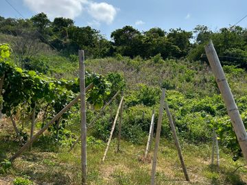 HACIENDA 18 HA. OPORTUNIDAD EN CANOA BRICEÑO