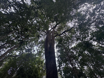Terreno en Venta 5000M2 – Parcelación Santuario de Licarayén, Puerto Varas