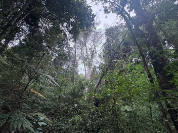 Terreno en Venta 5000M2 – Parcelación Santuario de Licarayén, Puerto Varas