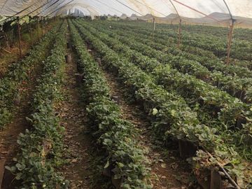 Rancho 4.8 has en venta a pie de carretera en Michoacán.