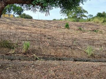 Venta de terreno en Urbanización Lomas del Bosque