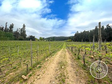 Terreno Industrial Vitivinícola llegar y Producir