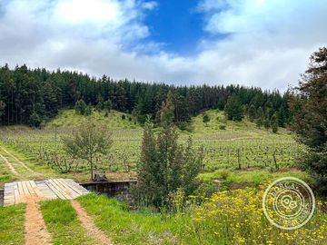 Terreno Industrial Vitivinícola llegar y Producir