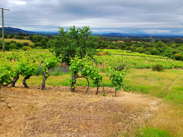 Parcela rodeada de viñas con vista única al valle del Maule - San Javier