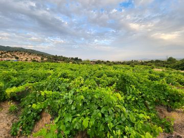 Parcela rodeada de viñas con vista única al valle del Maule - San Javier