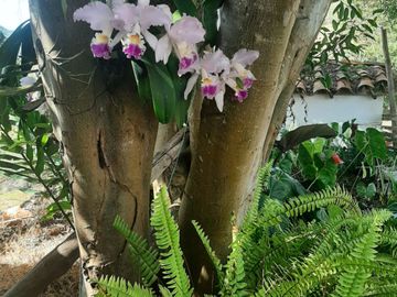 Venta de Finca en Zapatoca Santander vereda La Cacica