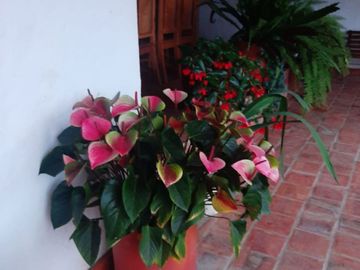 Venta de Finca en Zapatoca Santander vereda La Cacica