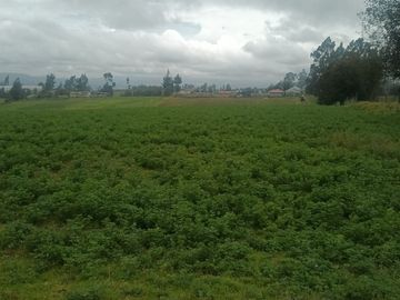 Venta hacienda de 25 hectáreas en Parroquia Alaquez
