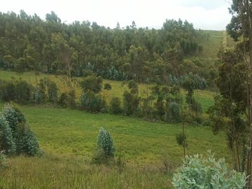 Venta hacienda de 25 hectáreas en Parroquia Alaquez