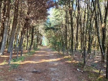 Parcelas en Lipingue Ruta 5
