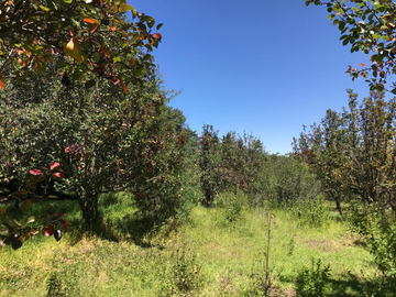 Rancho de Oportunidad con Pozo, 31 Hectáreas en Venta. ¡¡¡ Bella Ecología !!! en Villa del Carbón Edo. Méx. Con los servicios necesarios, a solo 7 Min