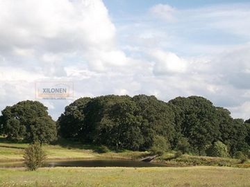 Rancho Privilegiado de 40 Hectáreas con Bella Ecología ( árboles de encinos, robles, ocotes y eucaliptos) y planicies. Delimitado totalmente.