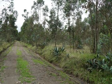 Vendo terreno de 90.000M2 en Cayambe, sector Guachalá, parroquia Cangahua