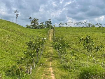 Finca de venta,  (47 Ha,)  en Pedro Vicente Maldonado , Quito , Ecuador