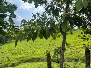 Finca de venta,  (47 Ha,)  en Pedro Vicente Maldonado , Quito , Ecuador